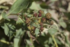 Haplophyllum latifolium