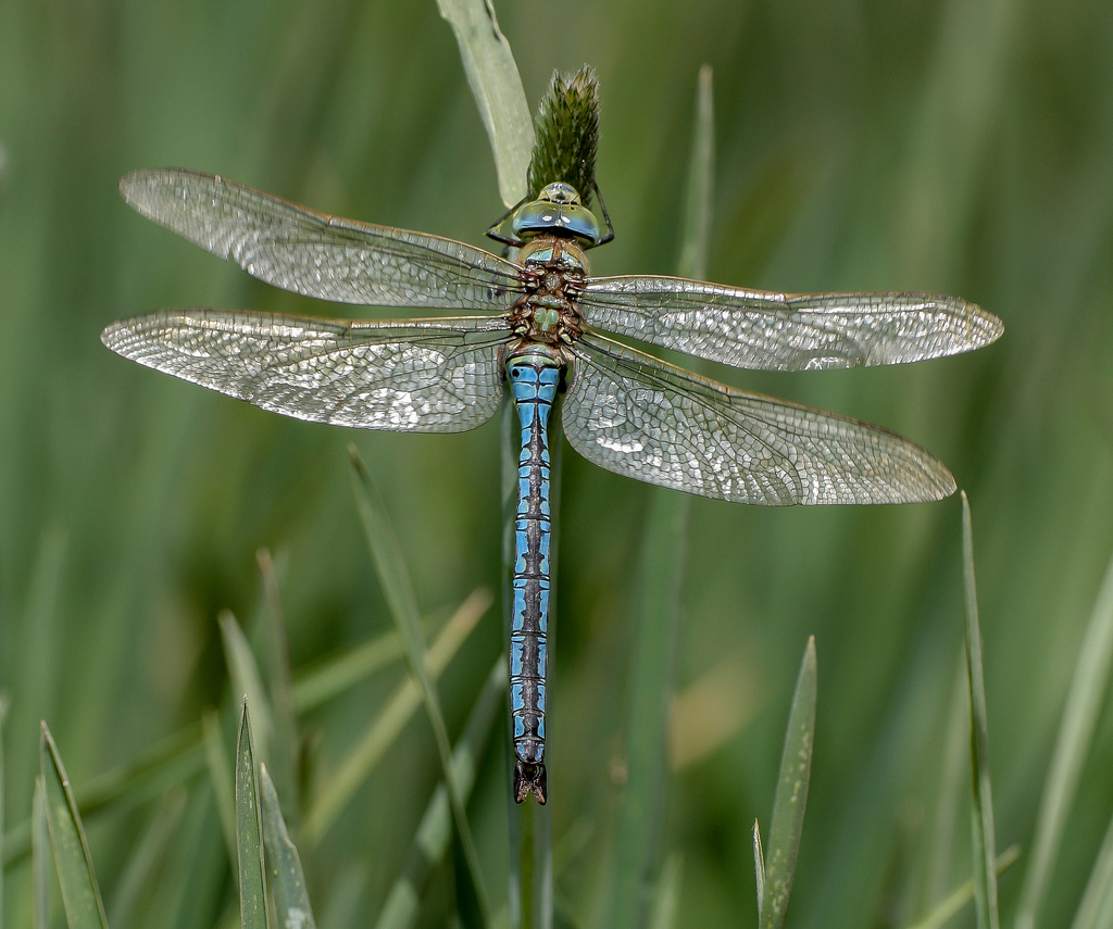 Blue Emperor from Oukaimeden, Marokko on May 26, 2006 at 12:41 PM by ...