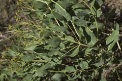 Haplophyllum latifolium