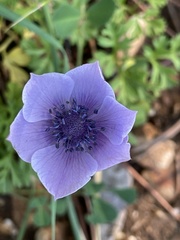 Anemone coronaria