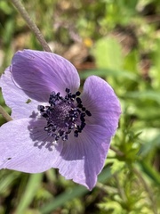 Anemone coronaria