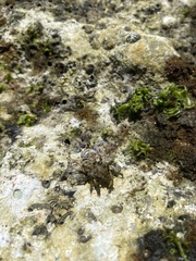 Simocarcinus simplex
