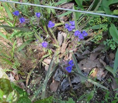 Tradescantia subacaulis