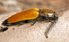 Anostirus castaneus
