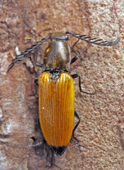 Anostirus castaneus