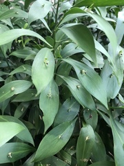 Ruscus