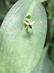 Ruscus