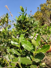 Capparis brevispina