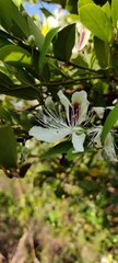 Capparis brevispina