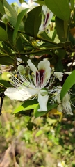 Capparis brevispina