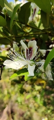 Capparis brevispina
