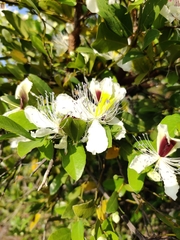Capparis brevispina