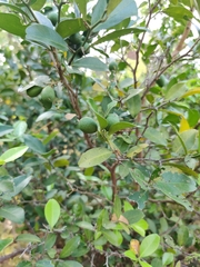 Citrus × limon