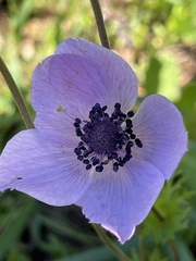 Anemone coronaria