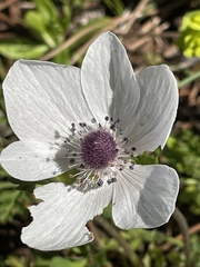 Anemone coronaria