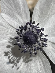 Anemone coronaria