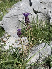 Muscari comosum