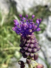Muscari comosum