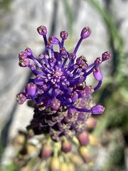 Muscari comosum