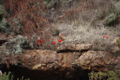 Brunsvigia marginata