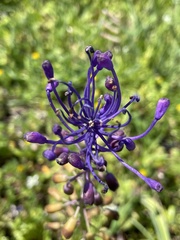 Muscari comosum