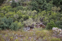 Salix mucronata mucronata