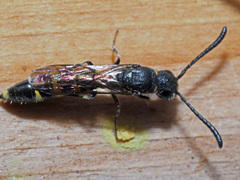 Monosapyga clavicornis