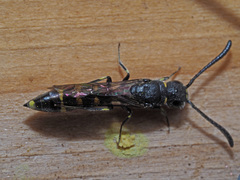 Monosapyga clavicornis