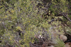 Salix mucronata mucronata