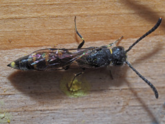 Monosapyga clavicornis