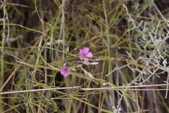 Oxalis bifida