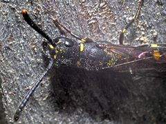 Monosapyga clavicornis