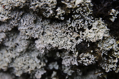 Siphula