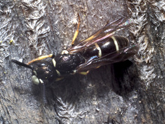 Microdynerus