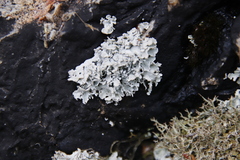 Siphula