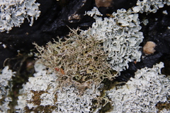 Cladonia subpungens