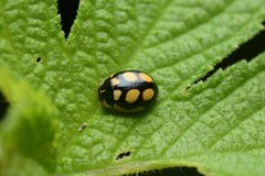 Oenopia scalaris