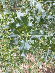 Ilex aquifolium