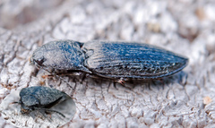 Paraphotistus impressus