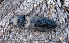 Paraphotistus impressus