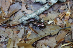 Pterostichus burmeisteri