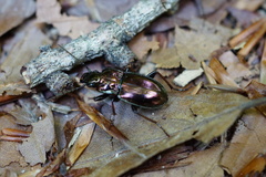 Pterostichus burmeisteri