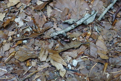 Pterostichus burmeisteri