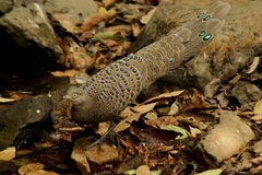 Polyplectron bicalcaratum