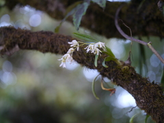 Dendrobium nanum