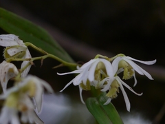 Dendrobium nanum