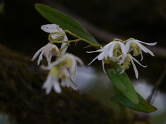 Dendrobium nanum