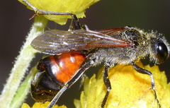 Xenidae