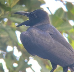 Corvus macrorhynchos