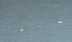 Mergus merganser
